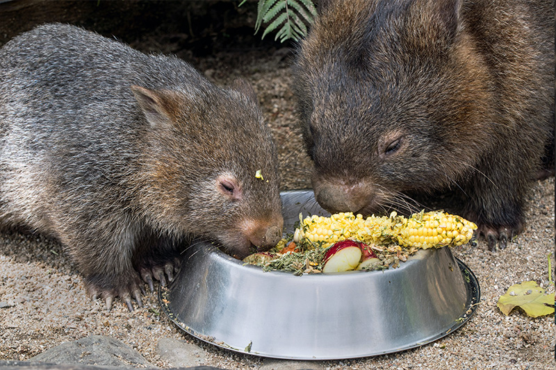 Come meet the Aussie animals at TKC's Holiday camps